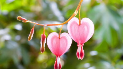 荷包牡丹，（拉丁学名：Dicentra spectabilis (L.) Lem.），原产中国、西伯利亚及日本。，喜散射光充足的半阴环境，比较耐寒。 全草入药，有镇痛、解痉、利尿、调经、散血、和血、除风、消疮毒等功效。庭园栽培可供…