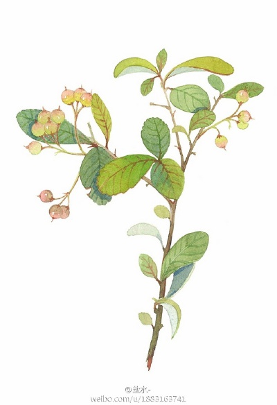 植物-盐水-_原创,插画,水彩,涂鸦,每日一涂,手绘,小清新,绘本,花,植物,花卉_涂鸦王国插画