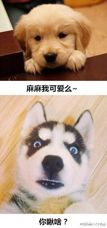金毛与哈士奇的日常