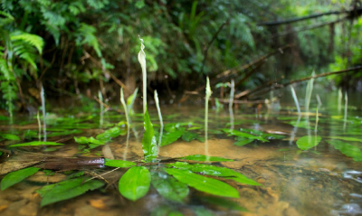 Cryptocoryne crispatula var. planifolia 宽叶椒草（旋苞隐棒花变种之一），天南星科隐棒花属。