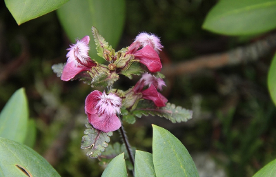 Pedicularis rhodotricha 红毛马先蒿，玄参科马先蒿属。