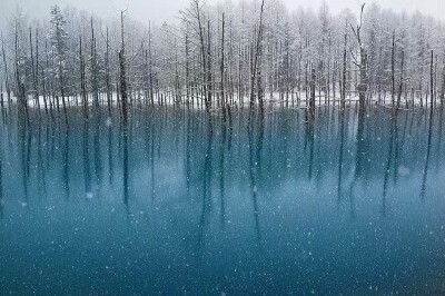 北海道 ， 美瑛青池。作者：Kent Shiraishi