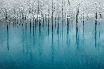 北海道 ， 美瑛青池。作者：Kent Shiraishi