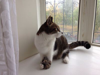 (=・ω・=)