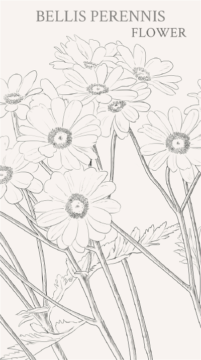 雏菊（学名：Bellis perennis L.），又名马头兰花、延命菊，春菊、太阳菊等。是菊科植物的一种，多年生草本植物。高10厘米左右。雏菊的花语是——隐藏在心中的爱
象缪塞的诗里写的一样
“我爱着，什么也不说；
…
