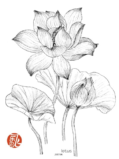 #飞乐鸟作品#《黑白花之绘》——用黑白重新诠释花之绘！喜欢色铅笔的精致细腻，喜欢水彩的快速洒脱，但无论哪一种画法都需要准备一大堆材料……不如试试看简单出效果的黑白画法吧！一支笔玩转线条，让你也能轻松画出…