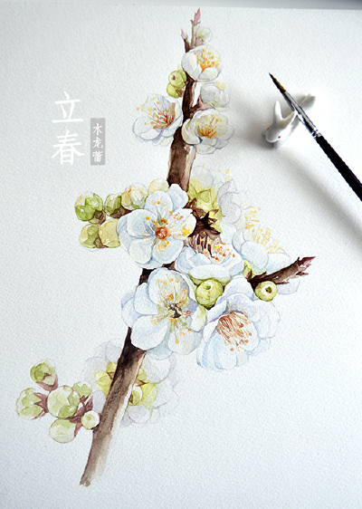 从此雪消风自软，梅花和让柳条新。#木龙蕾/绘# 中国节气，二十四节气，立春，梅花，白梅，手绘，水彩画，原创，小清新，插画，涂鸦，植物，南京市花