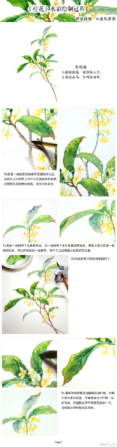 #冰儿萧萧水彩教程#桂花水彩教程来啦！桂花枝条苍劲，枝叶舒展，注意把握形态，花朵不宜画的太过单薄，愿大家都能画出有香气的桂花[微风]