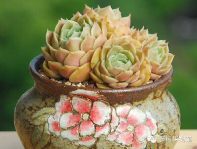  昂斯洛 Echeveria cv. Onslow 景天科拟石莲花属多肉植物，属园艺杂交品种，亲本之一可能是月影，昂斯洛是Onslow的音译名。昂斯洛叶片圆匙状，先端急尖，呈莲花状紧密排列。春末开花，可能同时抽生出几个花箭，穗状…