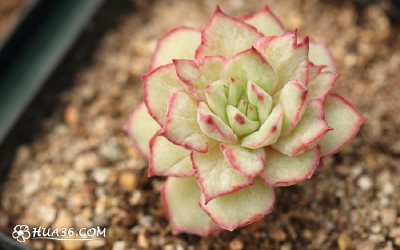 织锦多肉（Echeveria Californica Queen， 英文可意译为加利福尼亚女王）为景天科拟石莲花属肉质草本开花植物，为园艺杂交培育品种，株高一般不超过15厘米，茎直立，半木质化；叶片排列呈莲座状，叶片卵形，被白霜，…