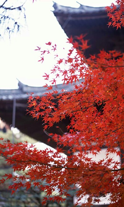 和风 魅族 壁纸