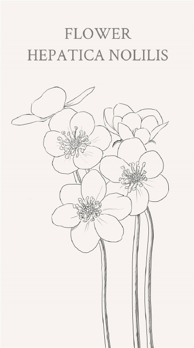 在寒冷冬季，生长着一种白色小花叫雪割草(Hepatica nobilis)。冬雪春融之时即是凋谢之日。它为自己而顽强生长,虽然是一簇一簇的，但每一枝都以个体在与严寒对抗。在日本，雪割草是与樱花齐名的，日本更是不允许出口…