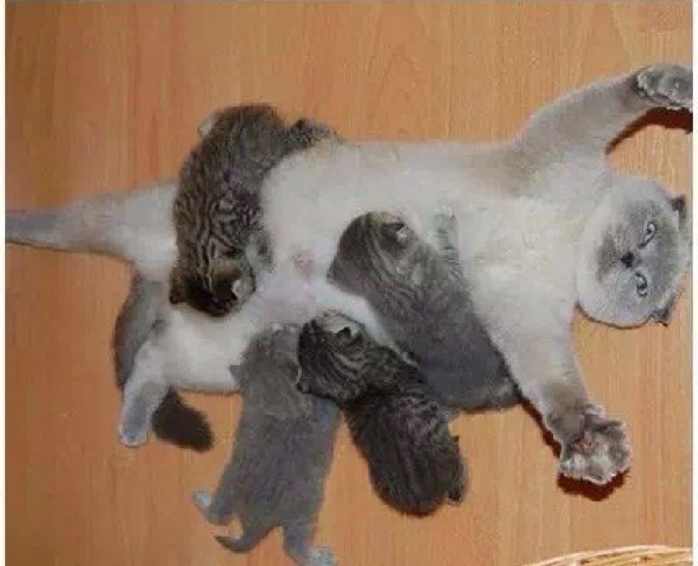 生无可恋的猫妈妈