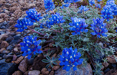 Lupinus lyallii 洛氏羽扇豆，豆科羽扇豆属。
