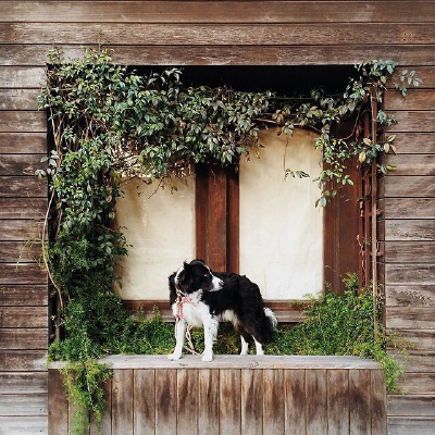 【ins】Ins：andrewknapp， "The big dog." -Toscana, 5.5yo/basically 6…