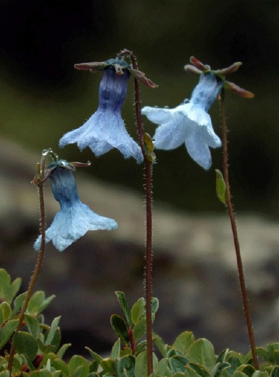Codonopsis bulleyana 管钟党参，桔梗科党参属。