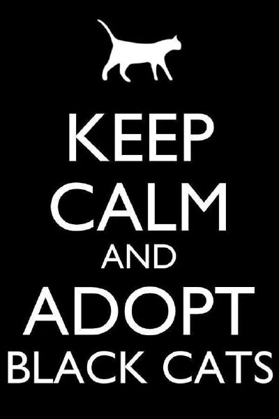 keep calm and adopt a black Kitty ❤～ from Pinterest