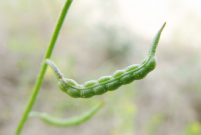 Chorispora sibirica 西伯利亚离子芥，十字花科离子芥属。