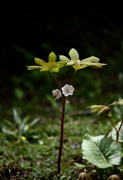 Dysosma tsayuensis 西藏八角莲，小檗科鬼臼属。