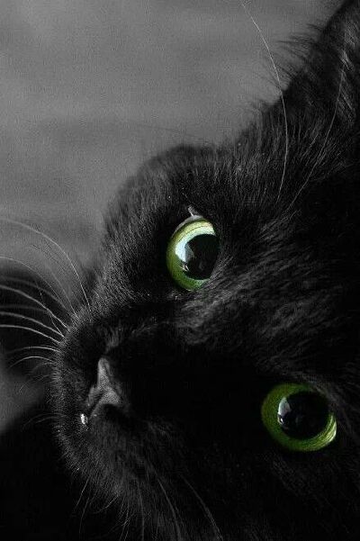 My Little Black Kitty 小黑猫 凝视 你的眼睛里有一片绿洲 ❤ From Pinterest