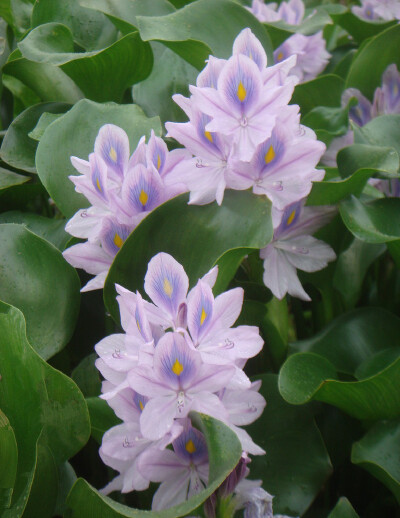 凤眼蓝Eichhornia crassipes (Mart.) Solms.浮水草本。别名水葫芦、水浮莲。花期7-10月，果期8-11月。原产巴西。全株也可供药用，有清凉解毒、除湿祛风热以及外敷热疮等功效。在原产地巴西由于受生物天敌的控制，仅…