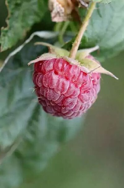山莓Rubus corchorifolius L. f.又名树莓、山抛子、牛奶泡、撒秧泡，三月泡。花期2-3月，果期4-6月。具有涩精益肾助阳明目、醒酒止渴、化痰解毒之功效。果味甜美，含糖、苹果酸、柠檬酸及维生素C等，可供生食、制果…
