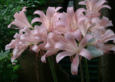 鹿葱Lycoris squamigera Maxim.别名夏水仙、紫花石蒜。草本，地生，多年生草本植物。花期8月。喜生长在阳光、潮湿的环境下，生命力颇强，对土壤无严格要求，如土壤肥沃且排水良好，则花朵格外繁盛。药用茎为提取加兰…