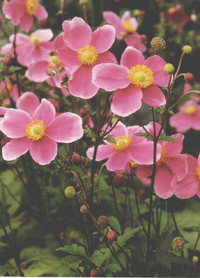 秋牡丹Anemone hupehensis Lem. var. japonica (Thunb.) Bowles et Stearn.毛茛科银莲花属，多年生草本植物。别称野棉花、打破碗花花。7月至10月开花。该种根状茎药用，治热性痢疾、胃炎、各种顽癣、疟疾、消化不良…