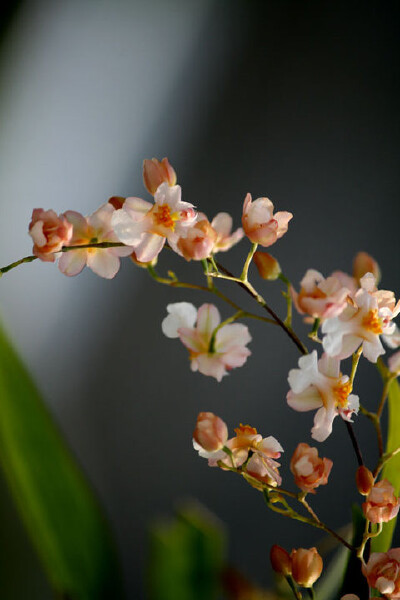 文心兰Oncidium hybridum.又名吉祥兰，跳舞兰、金蝶兰、瘤瓣兰、舞女兰。兰科文心兰属。原生于美洲热带地区。植株轻巧、潇洒，花茎轻盈下垂，花朵奇异可爱，形似飞翔的金蝶，极富动感，是世界重要的盆花和切花种类之…