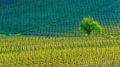 KientzheimVineyards