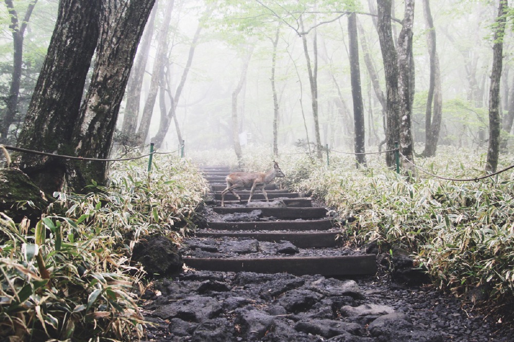 2016 5月 济州岛 汉拿山 城板岳登顶路线 山脚平坦路段 林雾中悠然走过的小鹿 微博@Helen鸢鸢