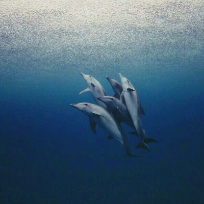 海豚