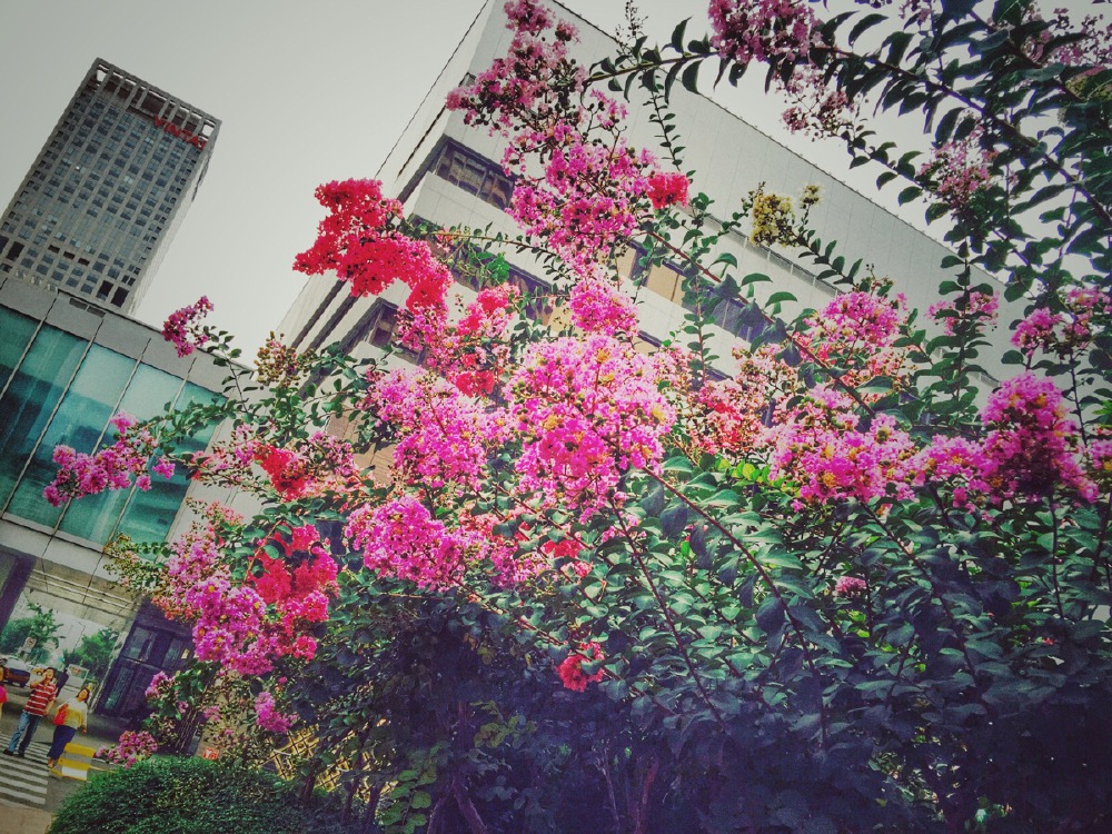 摄影 街拍 旅行 花草 浪漫 
