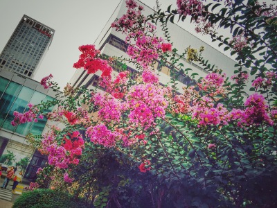 摄影 街拍 旅行 花草 浪漫 