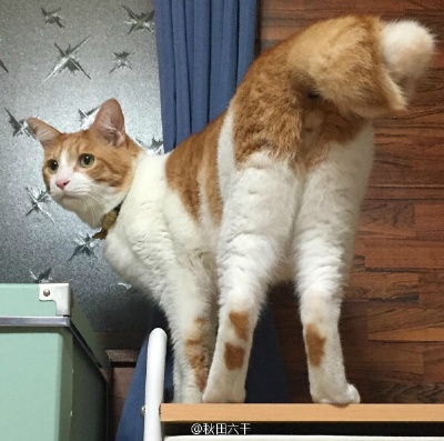 Ins上的一只超独特猫咪Ponta，它的尾巴是大卷的！这尾巴我能玩一天哈哈哈哈哈哈【Ins ID：neconecori】