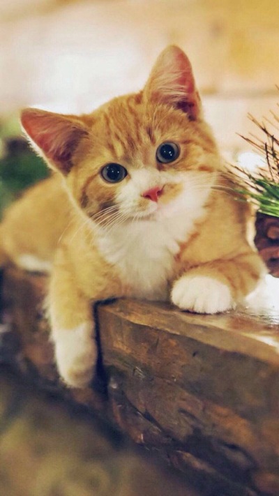 猫咪 喵星人 萌宠 动物 可爱 壁纸