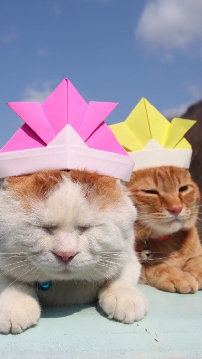 猫咪 喵星人 萌宠 动物 可爱 壁纸。 哈哈哈哈 蠢萌蠢萌