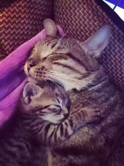 网友说自家的公猫昨天居然从外面捡回一只和它长得一猫一样的小奶喵！看来年轻时欠下的风流债早晚是要还的呀