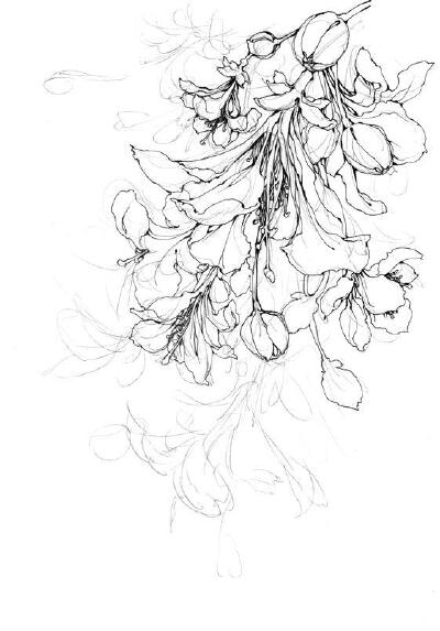 花卉