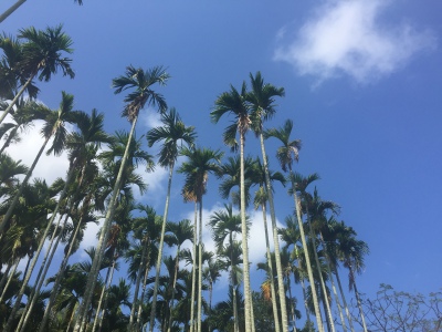 椰子树