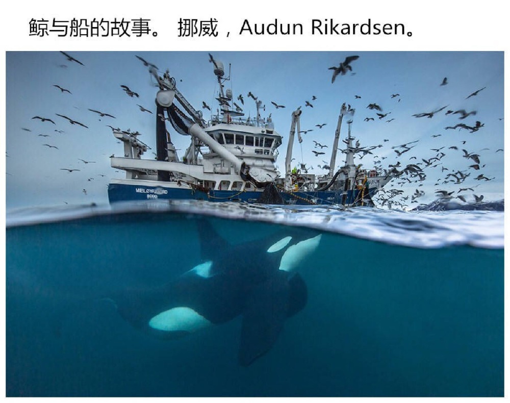 第52届年度野生生物摄影师奖最近放出了今年入围决赛的作品的图片。美丽而又伟大的大自然～