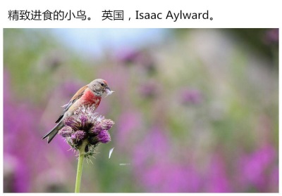 第52届年度野生生物摄影师奖最近放出了今年入围决赛的作品的图片。美丽而又伟大的大自然～