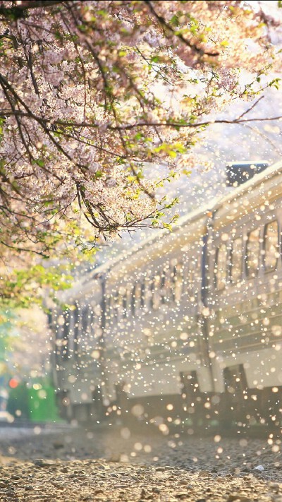 待落花时节，我陪你赏樱花如雪