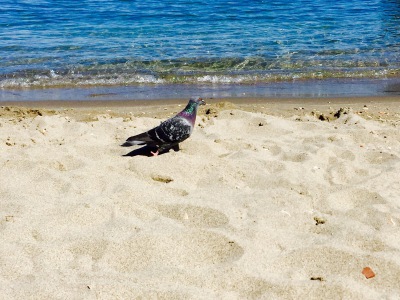 沙滩和鸟