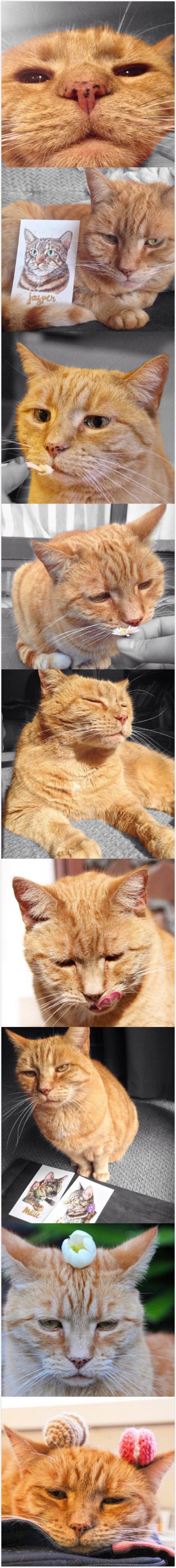 看起来很困的猫大人