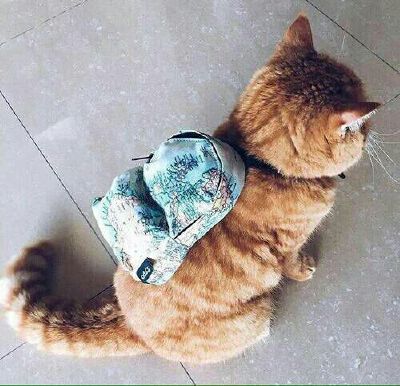 我去上学啦