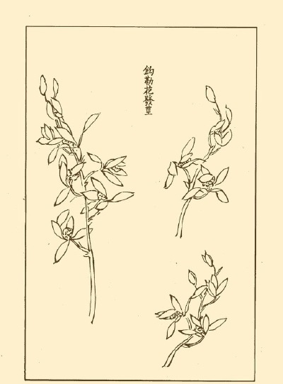 兰花 的笔法入门