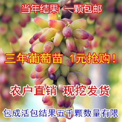 葡萄苗嫁接爬藤果树苗盆栽地栽南方北方庭院无核葡萄树苗当年结果