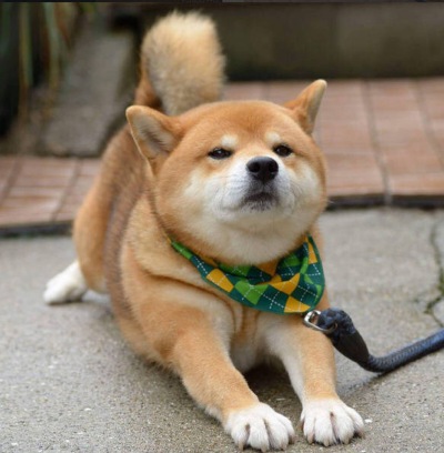 早上在伸懒腰的柴犬，大家早上好啊