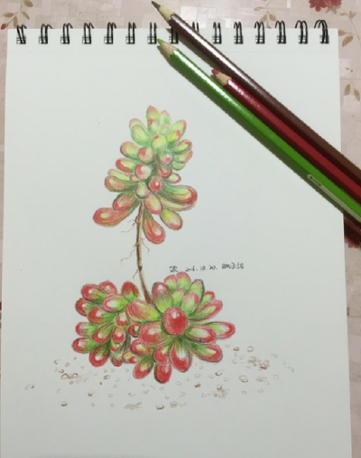 多肉植物